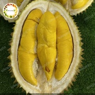 Buah Durian Musang King Asli Malaysia Super Jumbo Utuh
