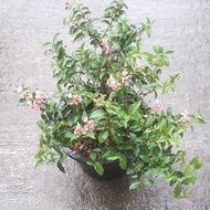 Dwarf Cherries Ready To Plant