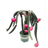 Pokok Buah Naga Tiang Penyokong 120cm Tinggi / Dragon Fruit Trellis Support