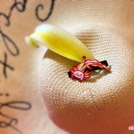 【預購】六角恐龍Hobby刺繡髮夾