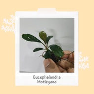 READY STOCK Bucephalandra Motleyana