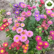 7-Color Chrysanthemum Seeds Easy to grow, 98% germination rate, super beautiful blooms continuously 