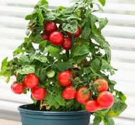 Dwarf potted tomato seeds seed seed balcony four seasons small tomato seedlings vegetable Cherry tom