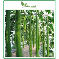 Super long luffa seeds 10 seeds, high yield sweet luffa