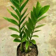 Dollar zamia dollar zamea jamia dollar tree zamia