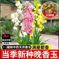 Authentic Sprout Tuberose Ball Multi-Head Double-Petal Root Potted Strong Fragrance Balcony Courtyar