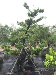 【盛宏園藝】蘭嶼羅漢松︱彎曲造型羅漢松AB22母果︱高度300公分以上(請自取)