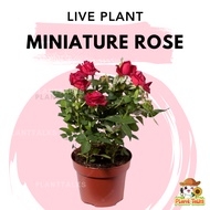 Plant Talks Miniature Rose Plant Live Flower Plants