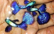 Blue Dumbo Guppy/Ornamental fish/Freshwater/Readystock