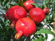 bibit buah Delima merah
