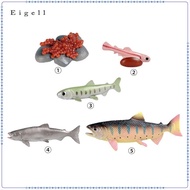 Eigell Salmon Life Cycle Toys, Preschool Educational Tools, Animal Growth Cycle Figurines, Farm Anim