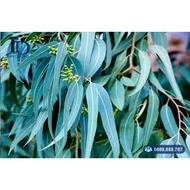 [Da Nang] Fresh Leaves: Young Almond Leaves, Eucalyptus Leaves (Eucalyptus Leaves, Mint), Betel Leav