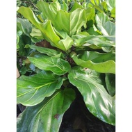Fiddle Leaf Fig( focus Lyrata/classic home decoration 2f