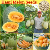 Ready Stock 100pcs Hami Melon Seeds Sweet Cantaloupe Seed for Planting Nutritious and Delicious Vege