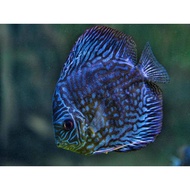 Packing Styrofoam discus blue dragon fish 1,5-2cm