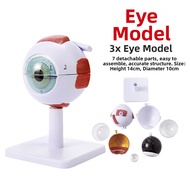 6x Magnification Eye Model Anatomical Teaching