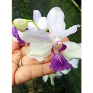 Orkid Tulang - without flower