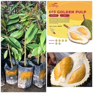 Anak pokok durian D13 golden pulp