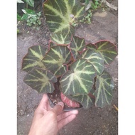 Sindo - Begonia Sp Live Plant AIMPQB7W36