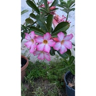 Bonsai Anak Pokok Bunga Kemboja/ Adenium Flower Live Plant 福贵花