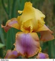 Iris   Germanica    德國鳶尾     Sunset  日落的天空