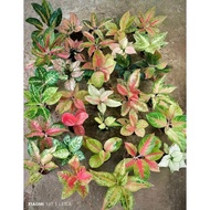 Aglaonema different varieties available