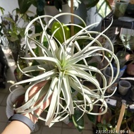 [Live] Airplant Tillandsia Xerographica King XL Air Plant 霸王空凤 空气植物 No soil No pot Live plants