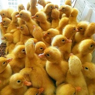 Dod Bebek Peking - Anak Bebek Kuning - Bibit Bebek Pedaging (=)