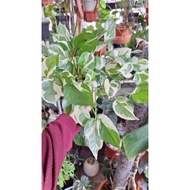 Pothos Njoy/ Epipremnum Njoy / Money Plant
