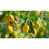 HOT DEALS Anak Pokok Lemon Kuning Austalia Hybrid Sudah Berbuah