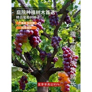 Grape Seed Vegetable Potted Fruit Tree Balcony Fruit Result Grape Seed Jacquard Seed Flower Seed