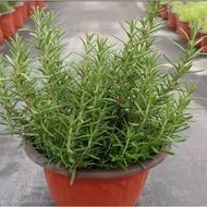 Fresh Rosemary Herb Plant in Pot - Live Edible Leaf for Cooking, Kitchen Garden, Balcony Grow, Indoo