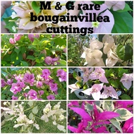 Bougainvillea cuttings (RARE VARIETIES WITH FREEBIES) not yet rooted