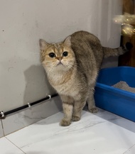 kucing british shorthair bsh cat ped wcf golden indukan proven