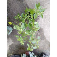 Labuyo     Chili/Sili /Native Sili