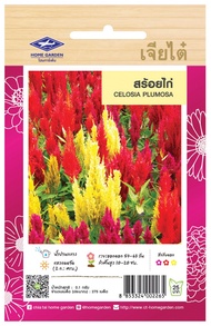 เมล็ดพันธุ์ สร้อยไก่ celosia plumosa แตกแขนงดี ดูแลน้อย ต้นแข็งแรง ปลูกง่าย น้ำหนักดี ผลผลิตสูง ทนโร