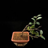 SG2406-日本複瓣出雲大社椿/稀有山茶🔥精品植物小盆栽禮物🔥
