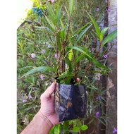 Keratan Pokok Ruellia Purple dalam polybag