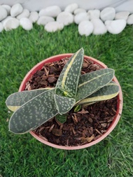 tanaman hias gasteria fuji mini vareigata (pot 10cm)