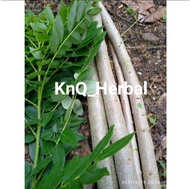 Bibit pohon indigofera 1 Kg siap tanam
