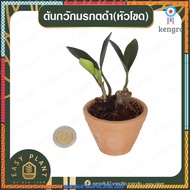 กวักมรกตดำ แบบหัวโขด - easyplant ยอดขายดีอันดับหนึ่ง