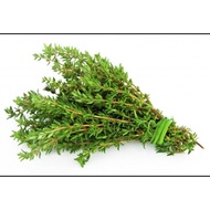 Daun Thyme Segar Fresh Thyme 50gr