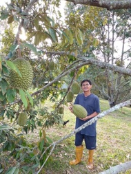 Anak pokok musang king