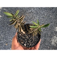 Euphorbia cylindrifolia