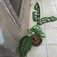 tanaman hias monstera janda bolong -janda bolong