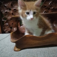 Kitten Mainecoon PED CFA