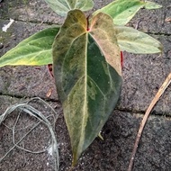 anthurium papillilaminum variegata original - 02 - rky
