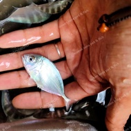 GIANT TRAVELLY IKAN HIAS PREDATOR 5 - 6 CM