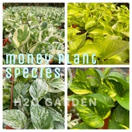 H2O - Money Plant / Pothos / Njoy 白金葛 / Variegated 绿箩 / Marble Queen 大理石女王绿萝 / Neon 黄金绿萝