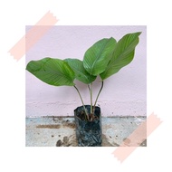 (GG real plant) Thaumatococcus daniellii ^ pokok hidup hiasan rumah live indoor outdoor house plant 